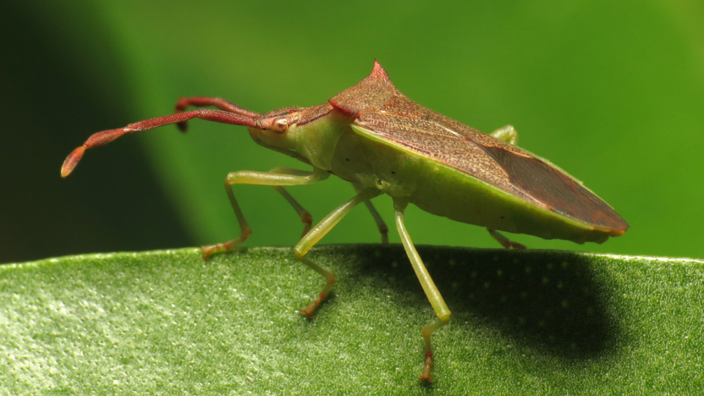 Leaf-Footed Bug