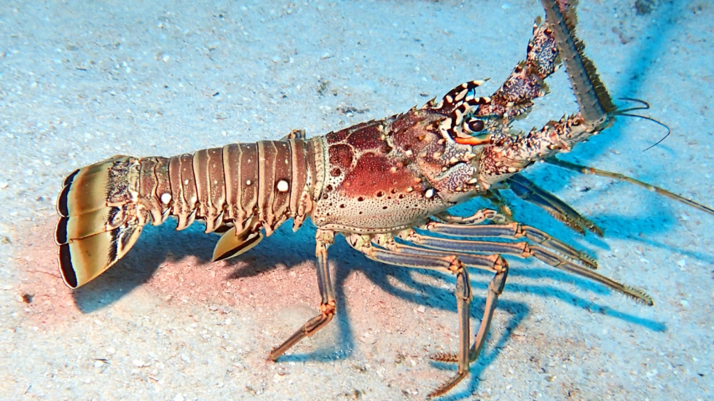 Spiny Lobster