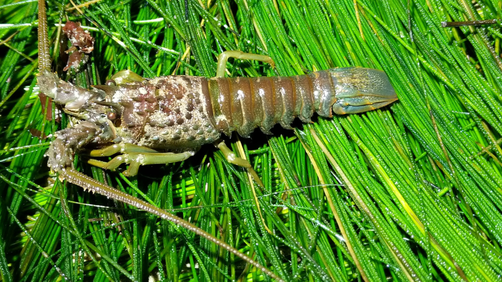 California Spiny Lobster