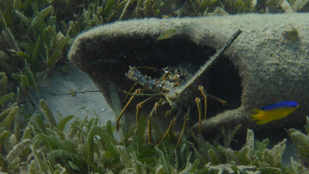 Caribbean Spiny Lobster 