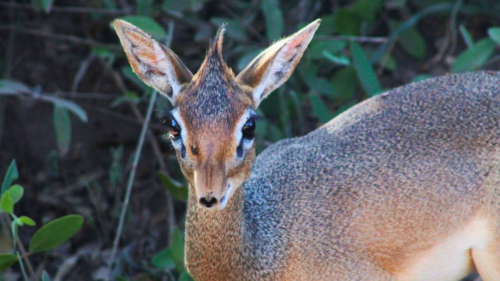 Dik-Dik