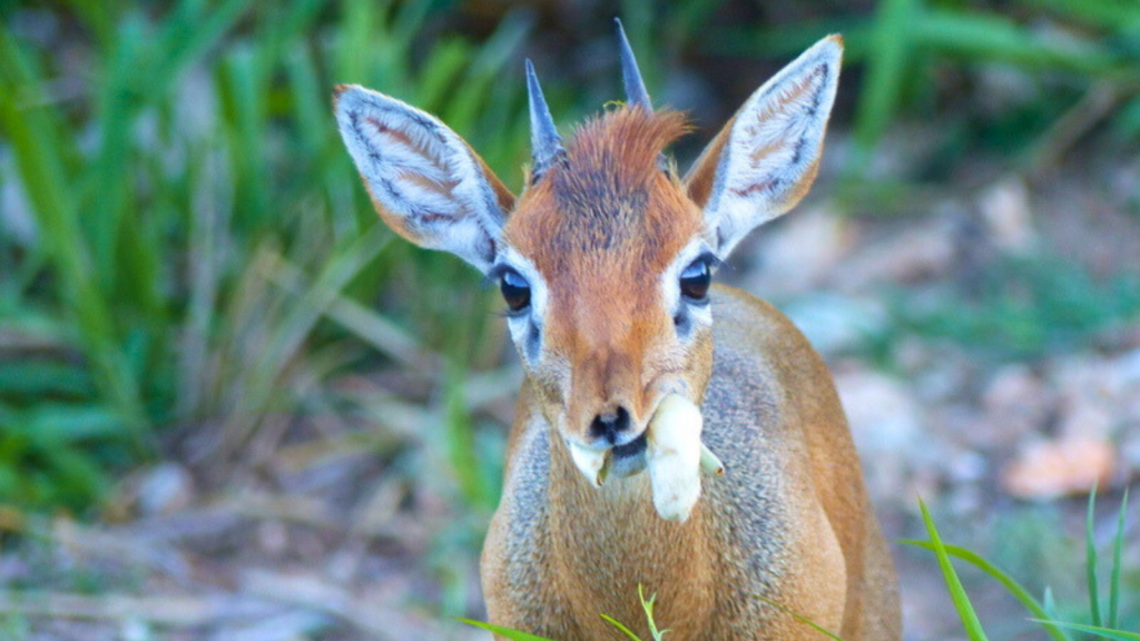 Dik-Dik