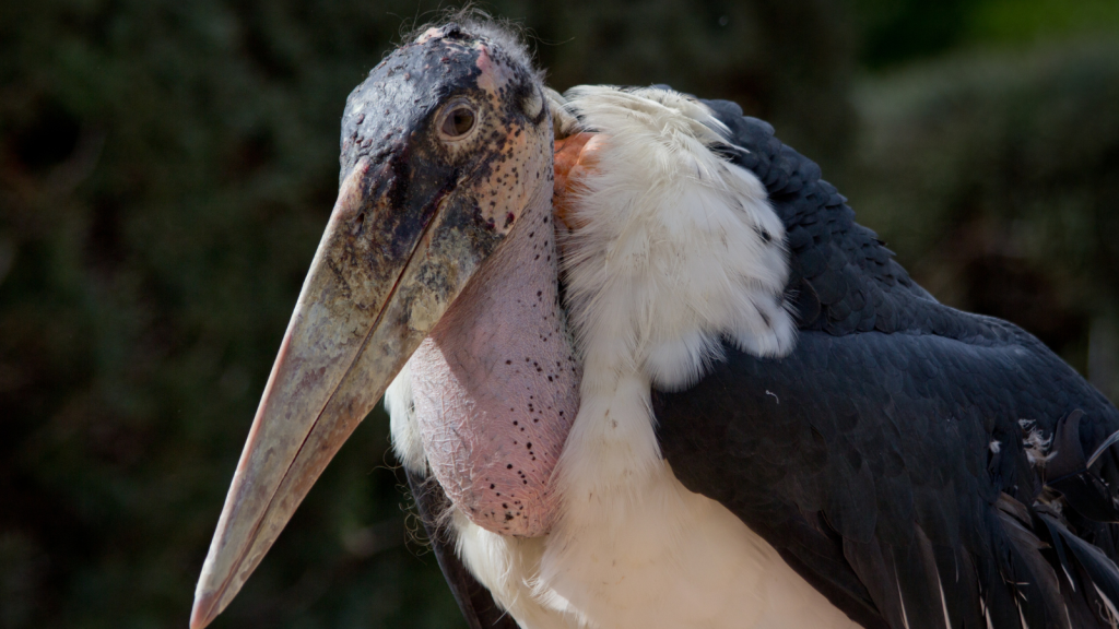 Marabou Stork