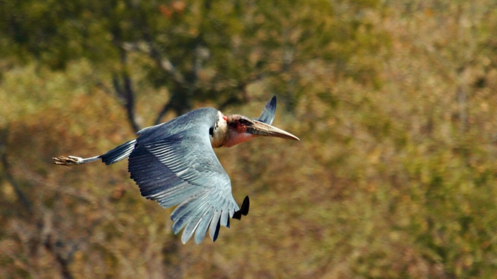 Marabou Stork