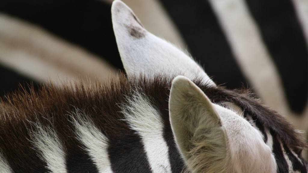 Plains Zebra