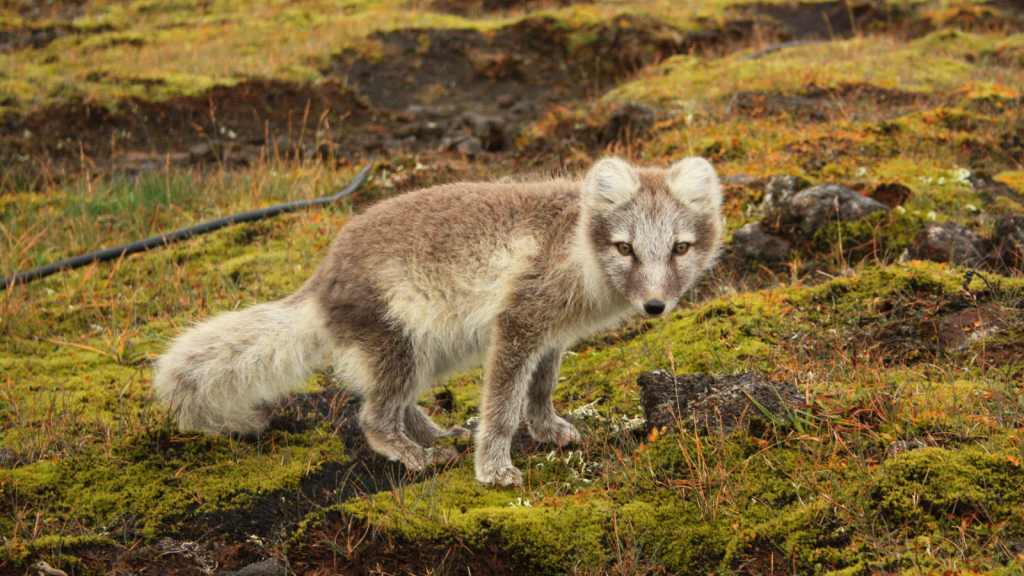 Arctic Fox