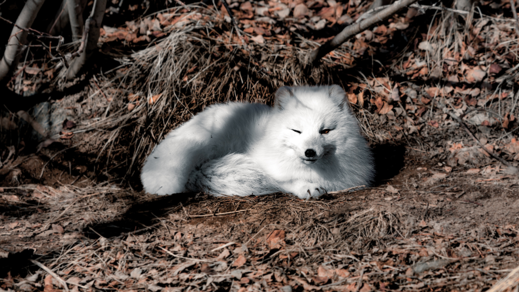 Arctic Fox