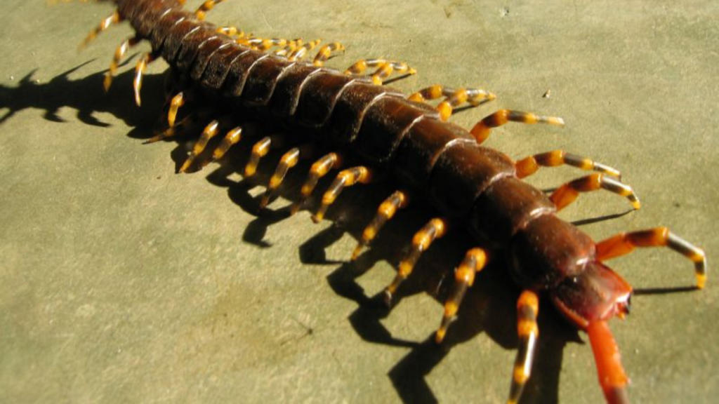 Peruvian Giant Yellow-Leg Centipede