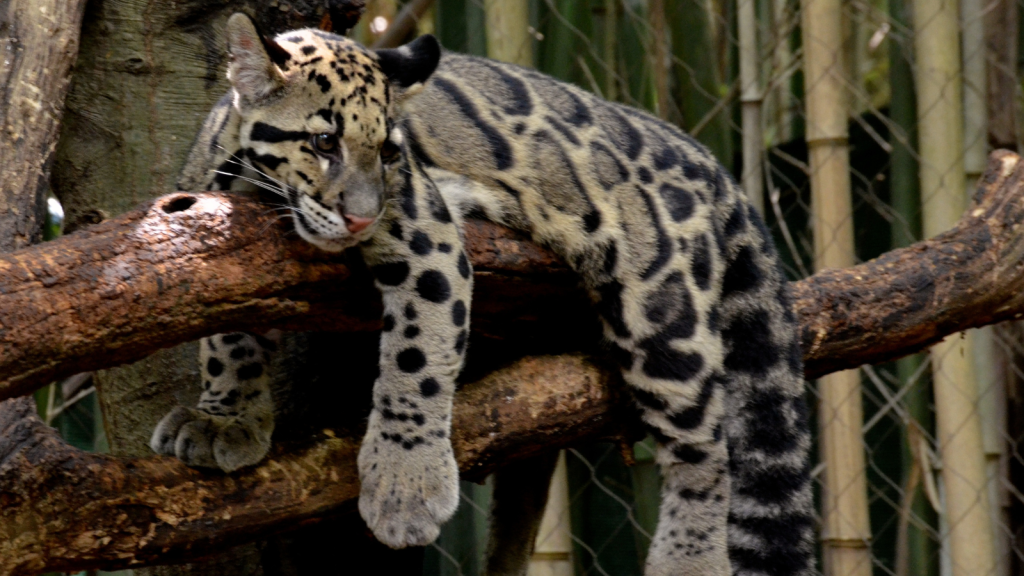 Clouded Leopard