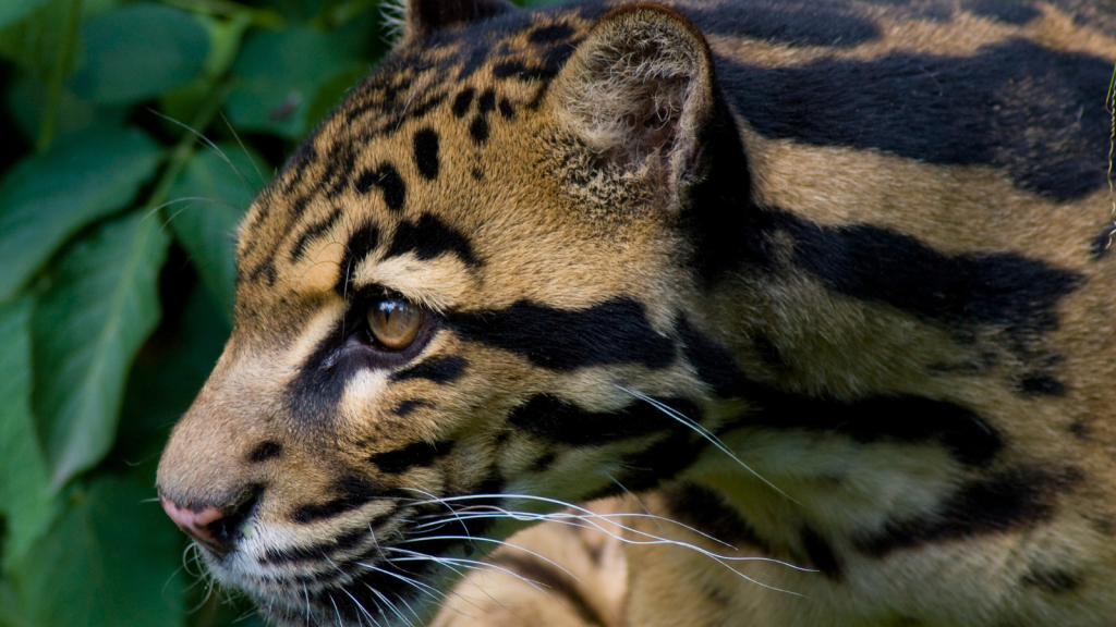 Clouded Leopard