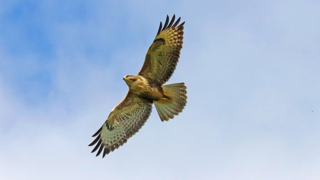 Common Buzzard