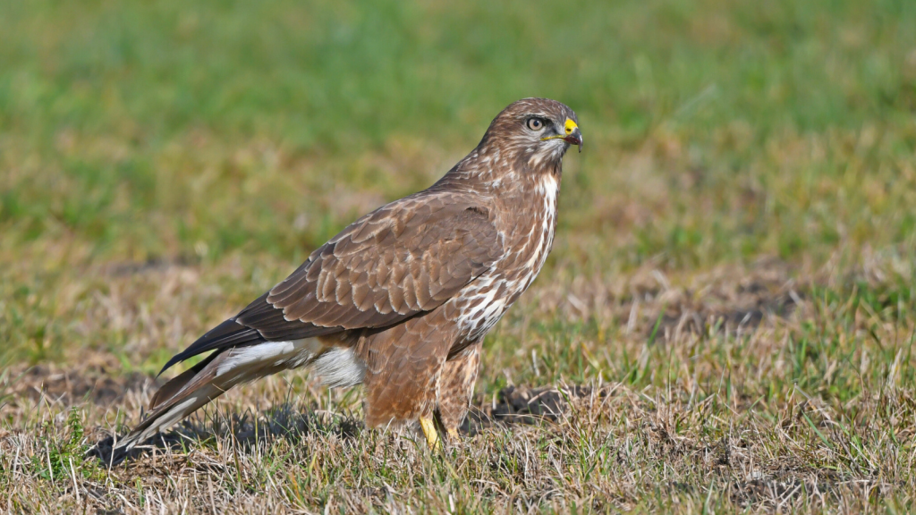 Common Buzzard