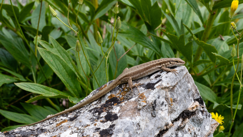 Wall Lizard