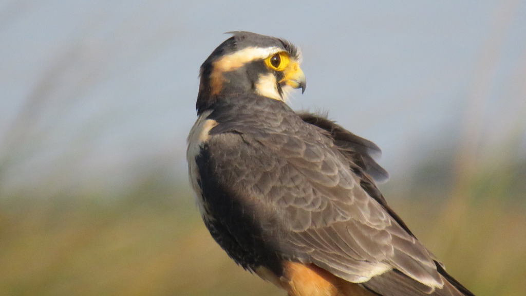 Aplomado Falcon 