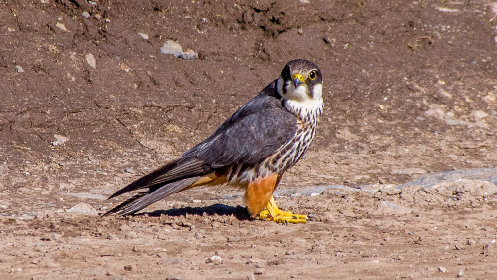 Eurasian Hobby