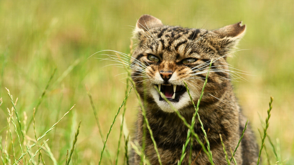 Scottish Wildcat | 12 Predators That Dominate the Highlands of Scotland