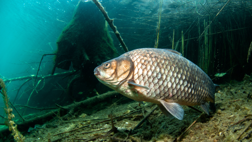 Crucian Carp | 12 Fish That Survive in the World's Most Toxic Waters