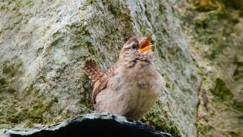 St Kilda Wren