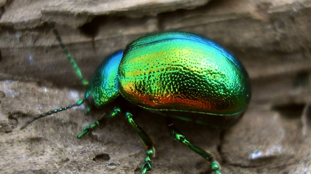 Tansy Beetle 