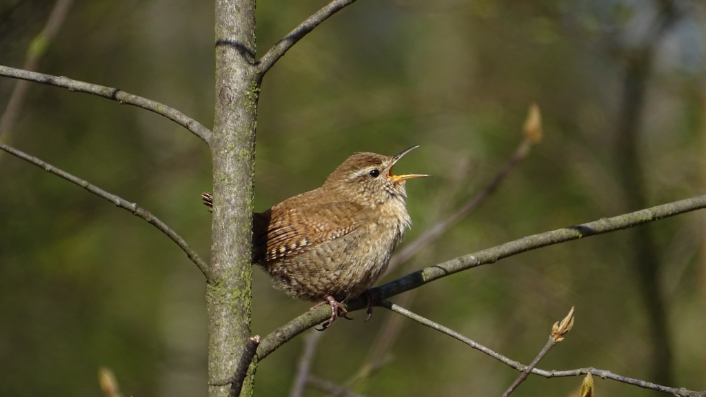 Eurasian Wren