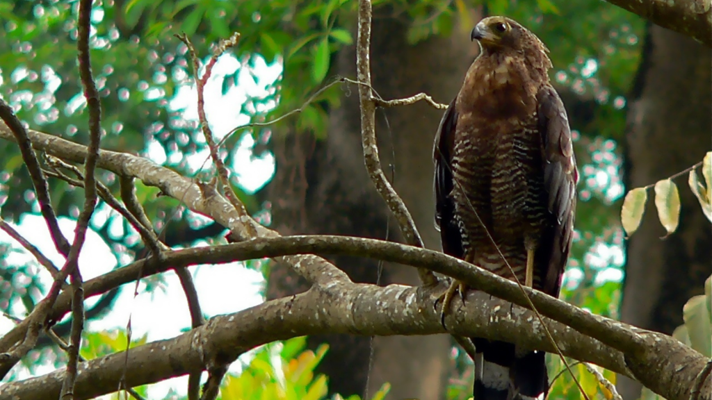 African Harrier Hawk