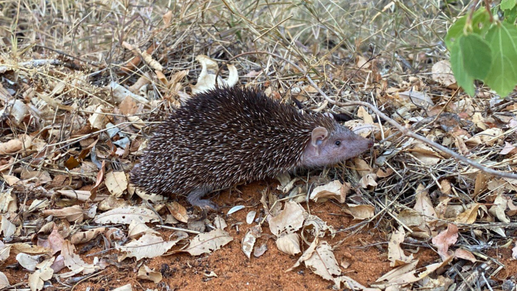 Greater Hedgehog Tenrec