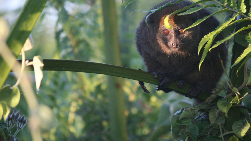 Lac Alaotra Bamboo Lemur