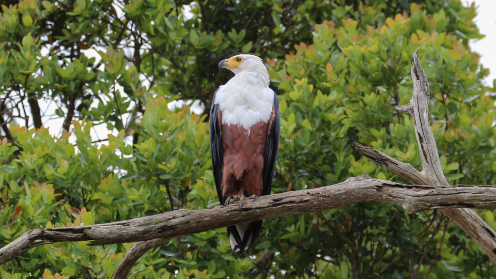 African Fish Eagle