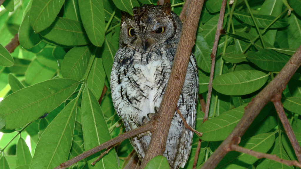 African Scops-Owl