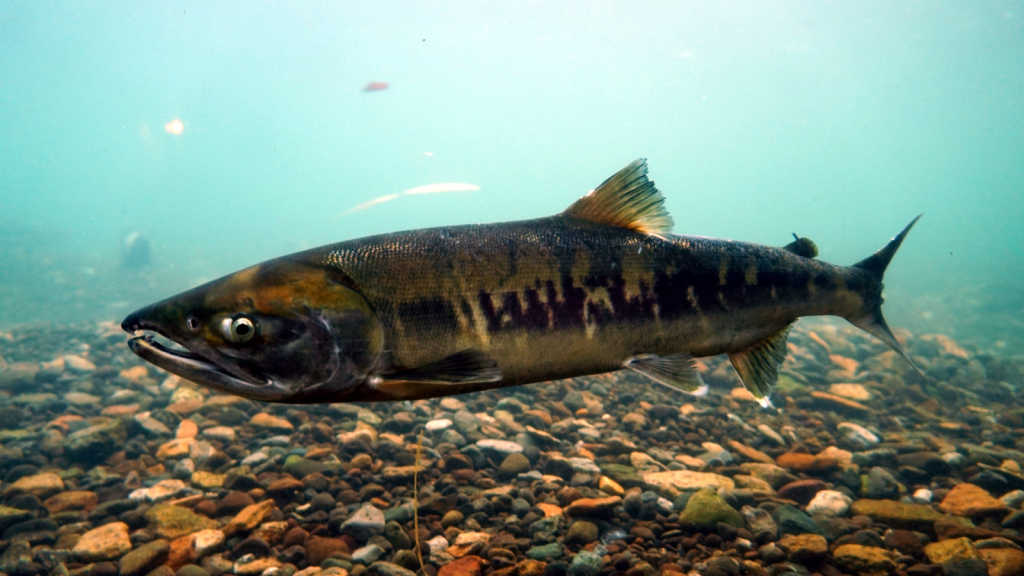 Chum Salmon