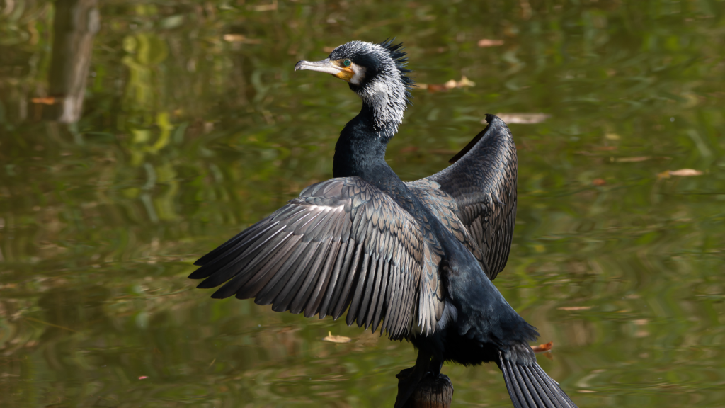 Great Cormorant