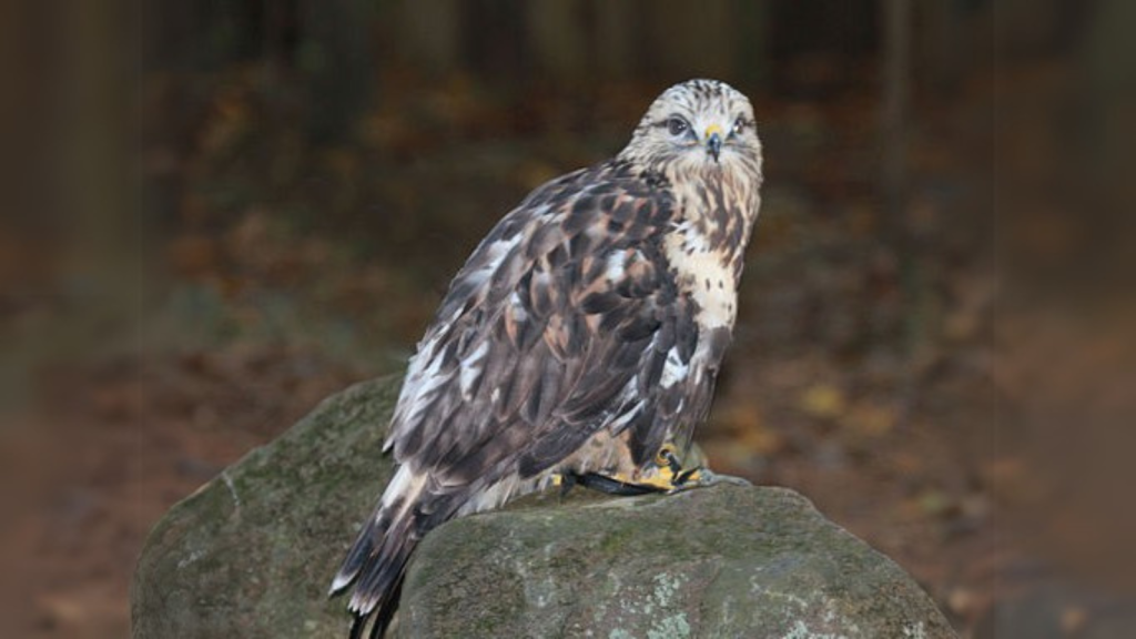 Rough-Legged Hawk