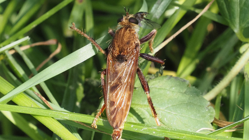 Hornet Robberfly