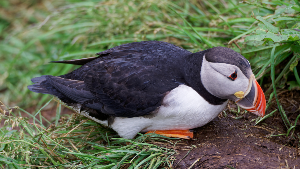 Atlantic Puffin