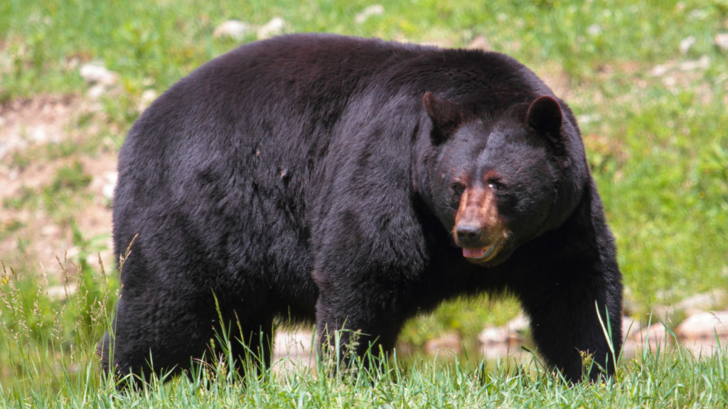 Black Bear