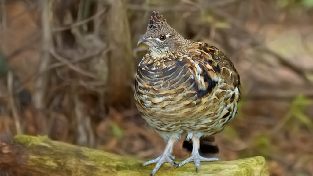 Ruffled Grouse