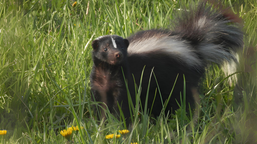 Striped Skunk