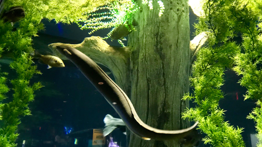 American Eel