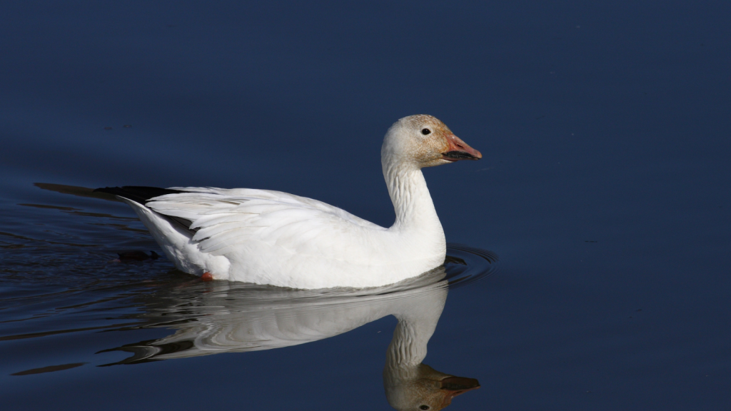 Snow Goose