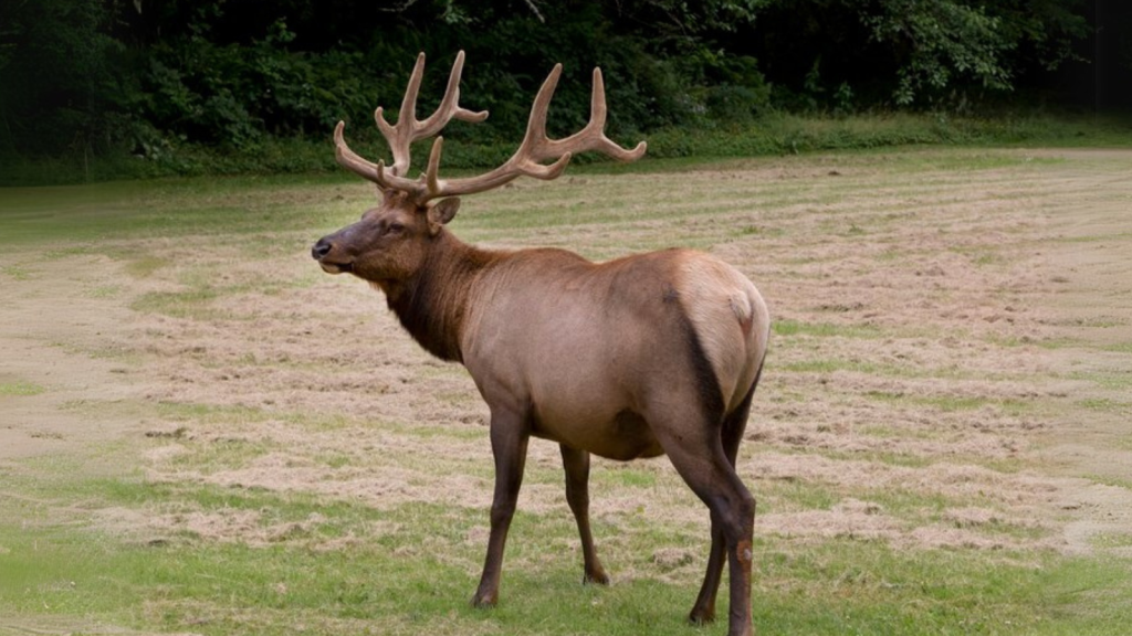 Roosevelt Elk