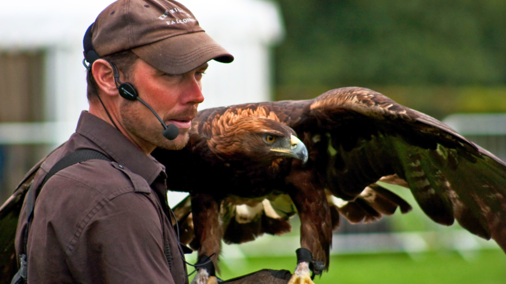 Golden Eagle