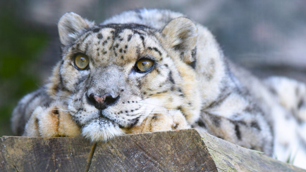 15 Fascinating Facts About the Snow Leopard, the Ghost of the Mountains