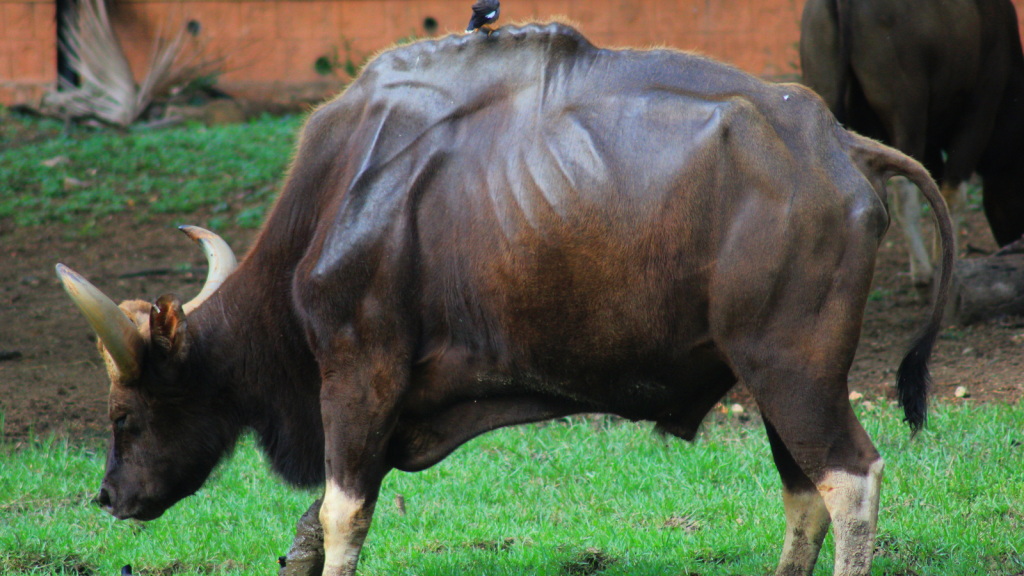 Indian Gaur