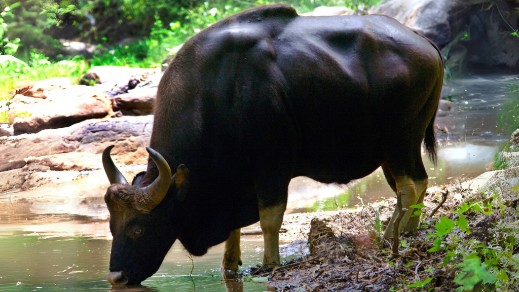 Indian Gaur