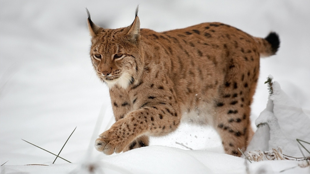 Lynx