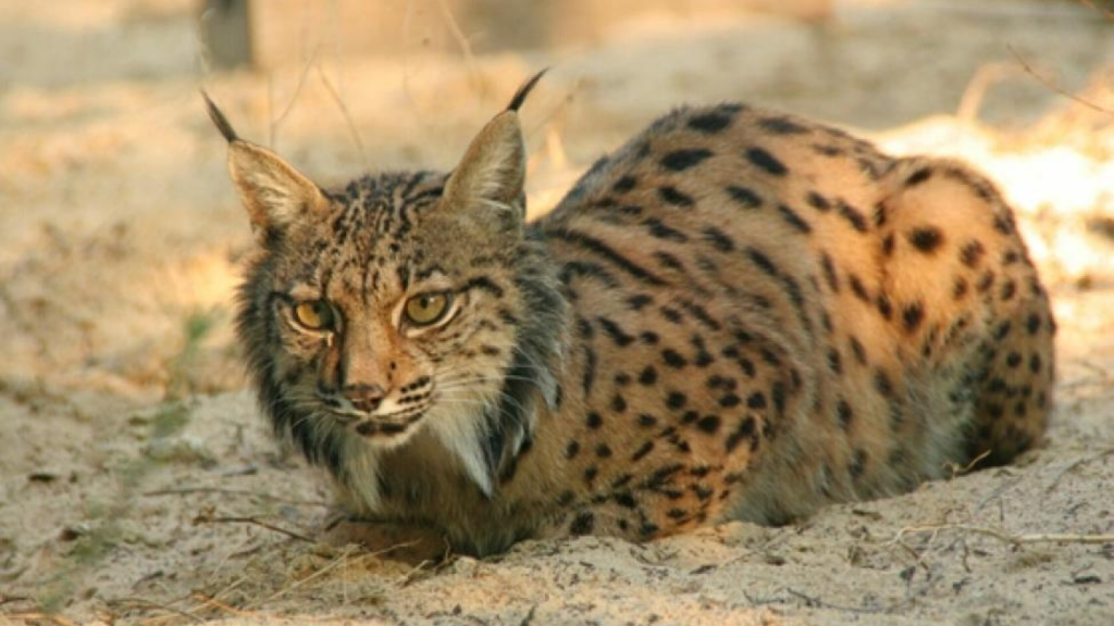 Iberian Lynx