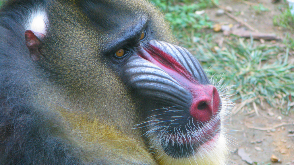 Mandrill