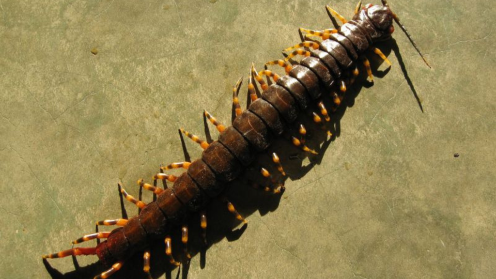 Amazonian Giant Centipede