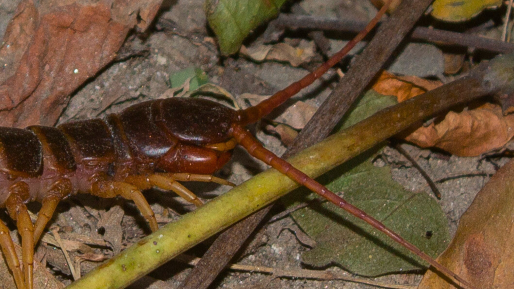 Amazonian Giant Centipede