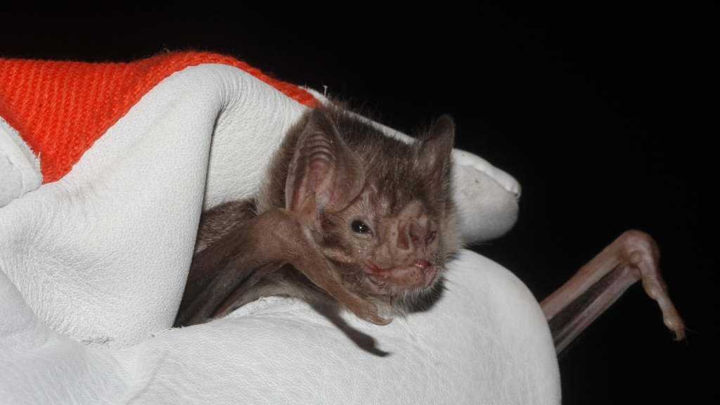 Vampire Bat